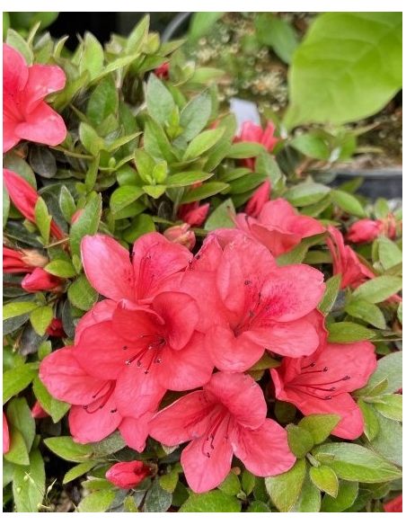'Marilee' - azalia japońska
Rhododendron 'Marilee' 'Marilee' - azalia japońska
Rhododendron 'Marilee'