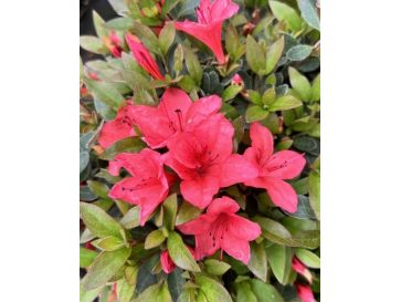 'Marilee' - azalia japońska
Rhododendron 'Marilee'