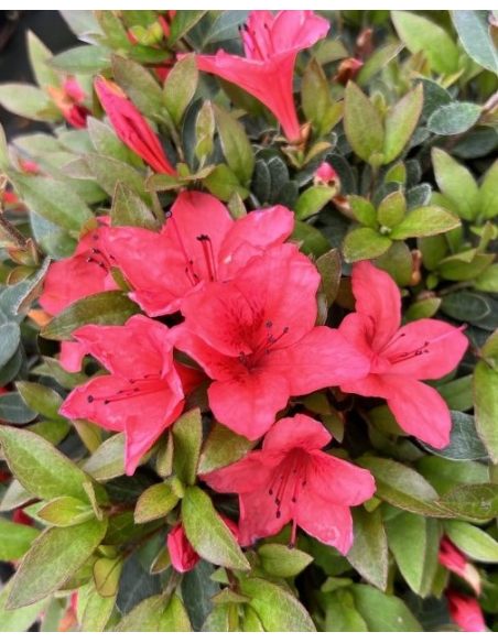 'Marilee' - azalia japońska
Rhododendron 'Marilee' 'Marilee' - azalia japońska
Rhododendron 'Marilee'