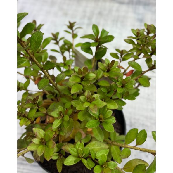 'Marilee' - azalia japońska
Rhododendron 'Marilee'