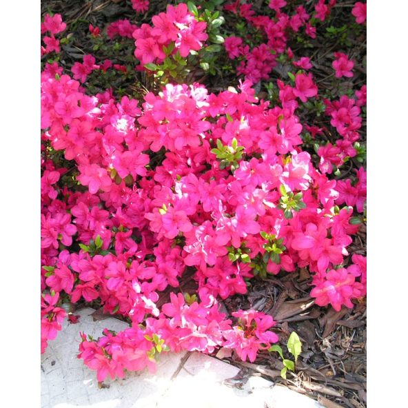 'Maruschka' - azalia japońska  
Rhododendron 'Maruschka'