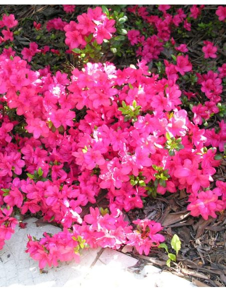'Maruschka' - azalia japońska  
Rhododendron 'Maruschka'