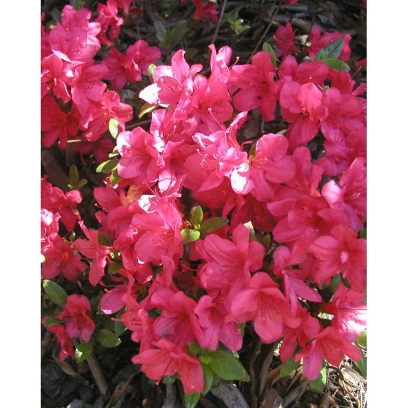 'Maruschka' - azalia japońska  
Rhododendron 'Maruschka'