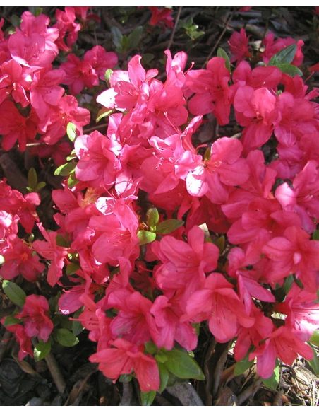 'Maruschka' - azalia japońska  
Rhododendron 'Maruschka'