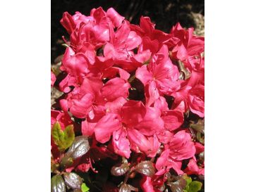 'Maruschka' - azalia japońska  
Rhododendron 'Maruschka'