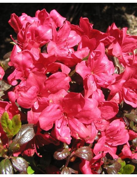 'Maruschka' - azalia japońska  
Rhododendron 'Maruschka'