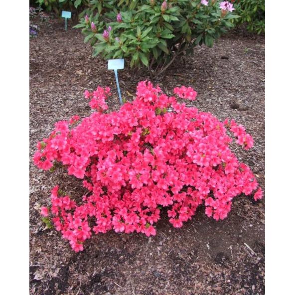 'Maruschka' - azalia japońska  
Rhododendron 'Maruschka'