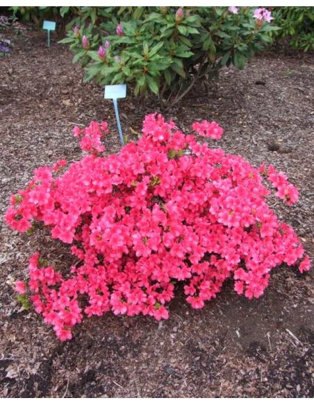 'Maruschka' - azalia japońska  
Rhododendron 'Maruschka'