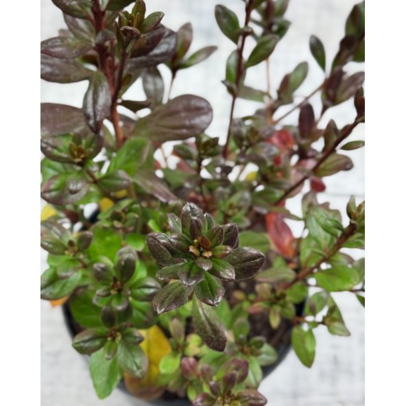 'Maruschka' - azalia japońska  
Rhododendron 'Maruschka'