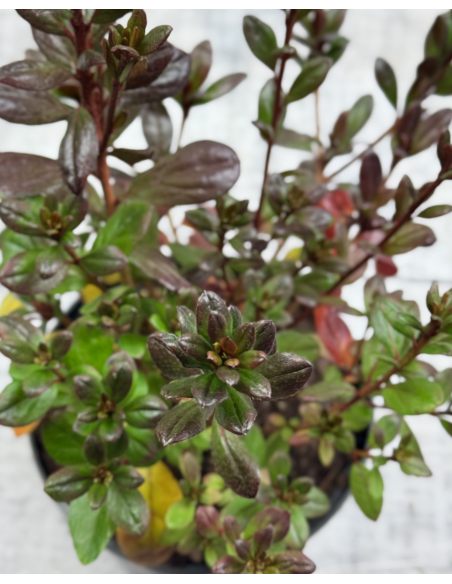 'Maruschka' - azalia japońska  
Rhododendron 'Maruschka'