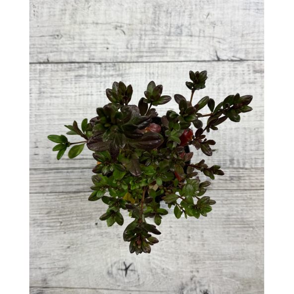 'Maruschka' - azalia japońska  
Rhododendron 'Maruschka'