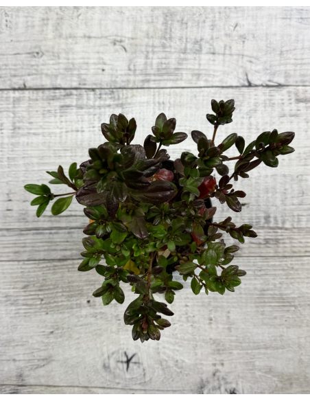 'Maruschka' - azalia japońska  
Rhododendron 'Maruschka'