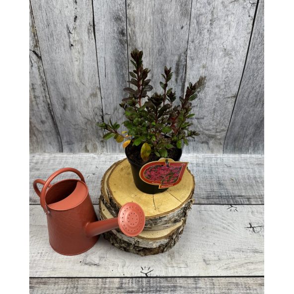 'Maruschka' - azalia japońska  
Rhododendron 'Maruschka'