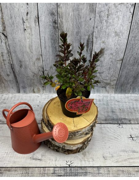 'Maruschka' - azalia japońska  
Rhododendron 'Maruschka'