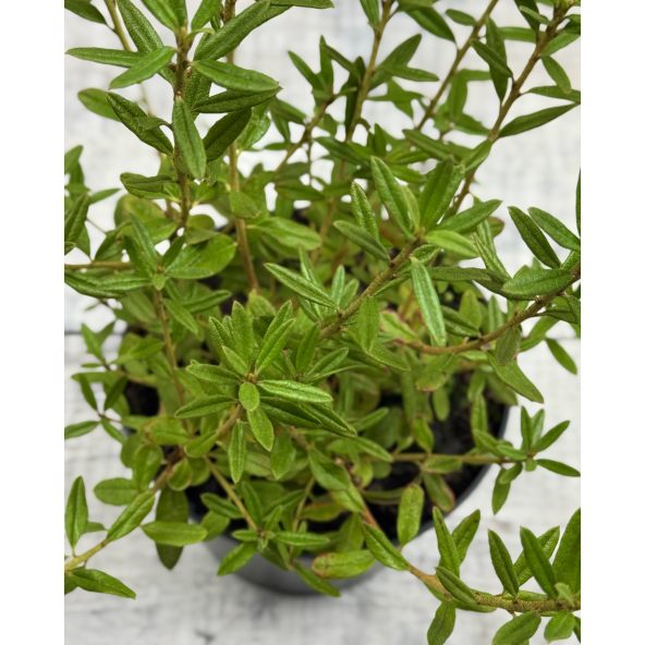 'Maggie' - różanecznik miniaturowy
Rhododendron impeditum 'Maggie'