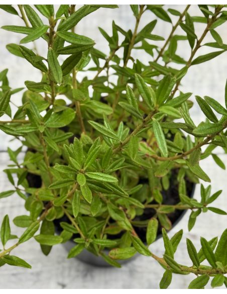 'Maggie' - różanecznik miniaturowy
Rhododendron impeditum 'Maggie' 'Maggie' - różanecznik miniaturowy
Rhododendron impeditum 'Maggie'