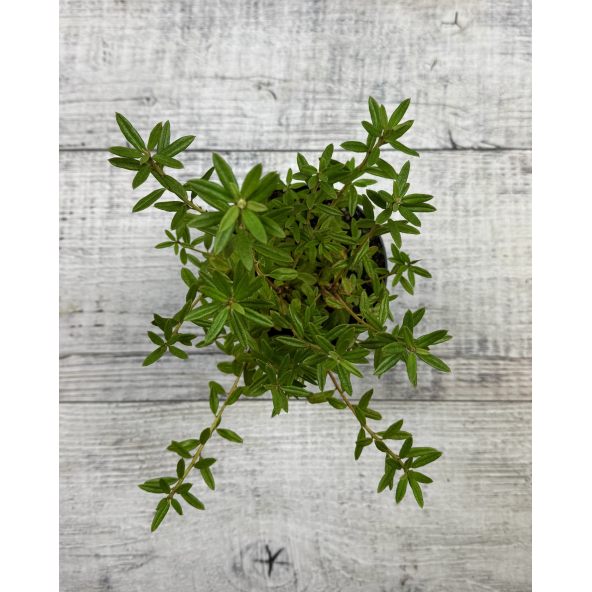 'Maggie' - różanecznik miniaturowy
Rhododendron impeditum 'Maggie'