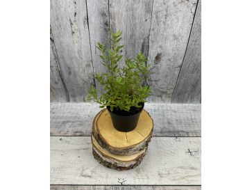 'Maggie' - różanecznik miniaturowy
Rhododendron impeditum 'Maggie' 2