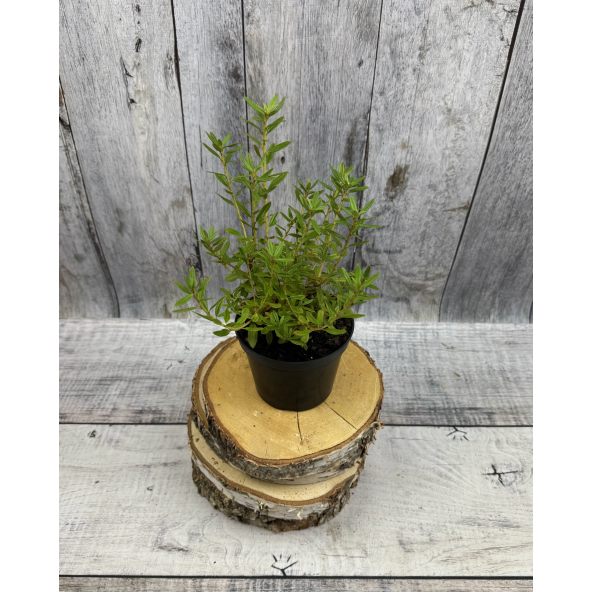 'Maggie' - różanecznik miniaturowy
Rhododendron impeditum 'Maggie'