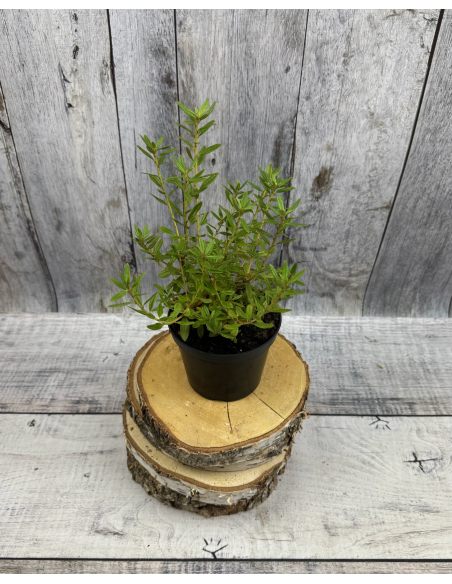 'Maggie' - różanecznik miniaturowy
Rhododendron impeditum 'Maggie' 'Maggie' - różanecznik miniaturowy
Rhododendron impeditum 'Maggie'