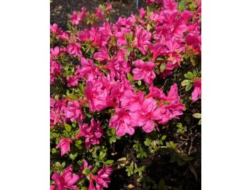 'Melina' - azalia japońska
Rhododendron 'Melina'