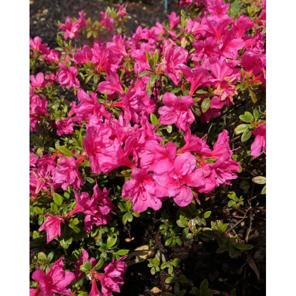 'Melina' - azalia japońska
Rhododendron 'Melina'