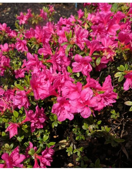 'Melina' - azalia japońska
Rhododendron 'Melina' 'Melina' - azalia japońska
Rhododendron 'Melina'