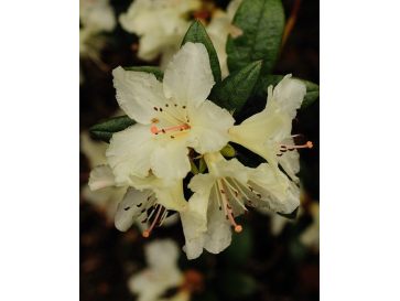 'Cream Crest' - azalia japońska
Rhododendron 'Cream Crest'