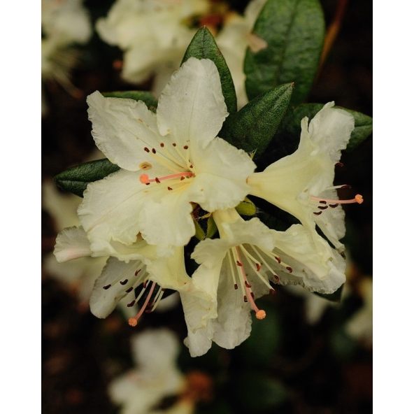'Cream Crest' - azalia japońska
Rhododendron 'Cream Crest'