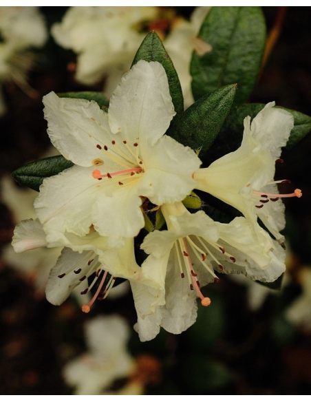'Cream Crest' - azalia japońska
Rhododendron 'Cream Crest' 'Cream Crest' - azalia japońska
Rhododendron 'Cream Crest'