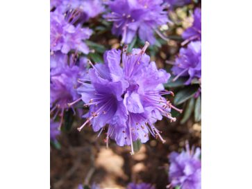 'Azurika' - różanecznik minaturowy
Rhododendron impeditum 'Azurika'