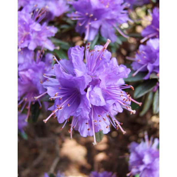 'Azurika' - różanecznik minaturowy
Rhododendron impeditum 'Azurika'