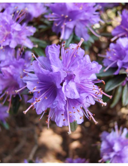 'Azurika' - różanecznik minaturowy
Rhododendron impeditum 'Azurika' 'Azurika' - różanecznik minaturowy
Rhododendron impeditum 'Azurika'