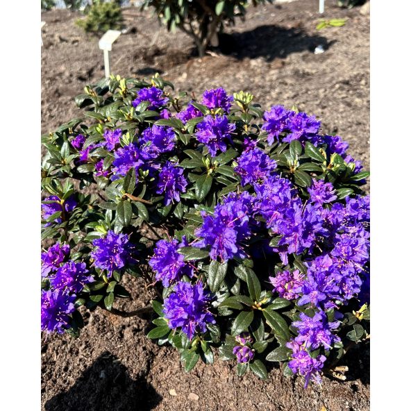 'Azurika' - różanecznik minaturowy
Rhododendron impeditum 'Azurika'