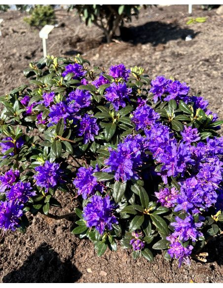 'Azurika' - różanecznik minaturowy
Rhododendron impeditum 'Azurika' 'Azurika' - różanecznik minaturowy
Rhododendron impeditum 'Azurika'