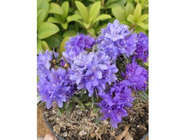 'Maggie' - różanecznik miniaturowy
Rhododendron impeditum 'Maggie'