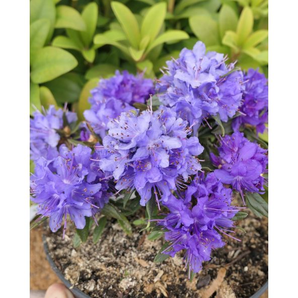 'Maggie' - różanecznik miniaturowy
Rhododendron impeditum 'Maggie'