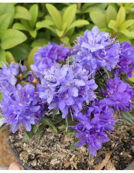 'Maggie' - różanecznik miniaturowy
Rhododendron impeditum 'Maggie' 'Maggie' - różanecznik miniaturowy
Rhododendron impeditum 'Maggie'