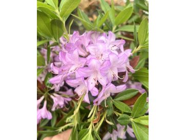 'Govenianum' - azaleodendron
Rhododendron (Azaleodendron) 'Govenianum'