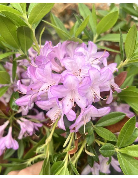 'Govenianum' - azaleodendron
Rhododendron (Azaleodendron) 'Govenianum'