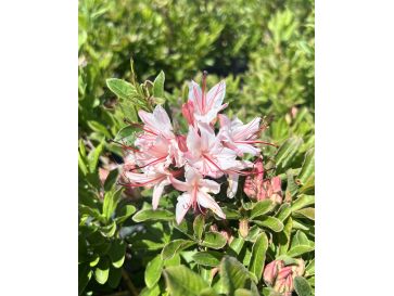 'Pink Form' - azalia drzewkowata
Rhododendron arborescens (Azalea) 'Pink Form'