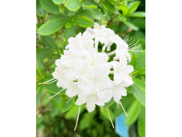 'Snowbird' - azalia nadbrzeżna
Rhododendron atlanticum (Azalea) 'Snowbird'