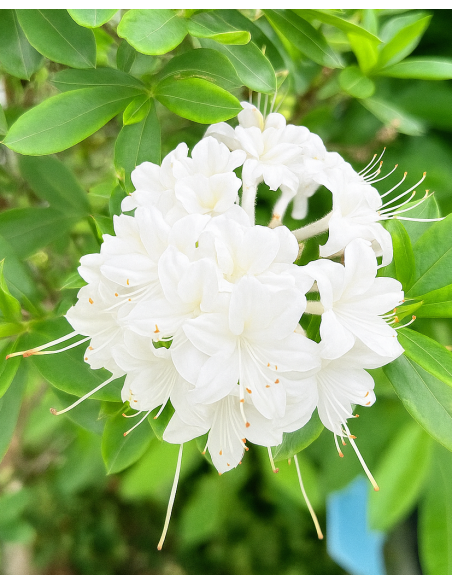 'Snowbird' - azalia nadbrzeżna
Rhododendron atlanticum (Azalea) 'Snowbird'