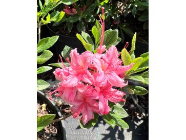 'Weston's Lollipop' - azalia lepka
Rhododendron viscosum (Azalea) 'Weston's Lollipop'