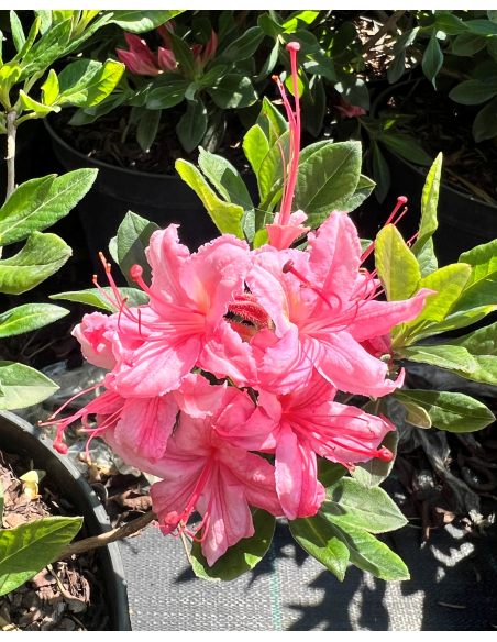 'Weston's Lollipop' - azalia lepka
Rhododendron viscosum (Azalea) 'Weston's Lollipop'