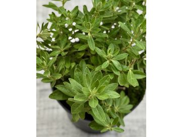 'Yunnan' - różanecznik miniaturowy
Rhododendron impeditum 'Yunnan' 2