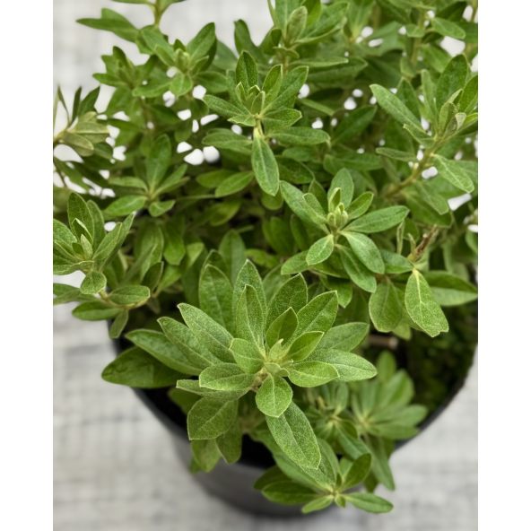 Różanecznik miniaturowy Yunnan