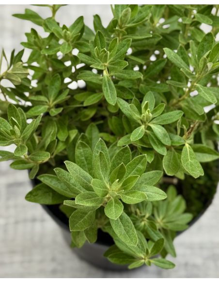 Różanecznik miniaturowy Yunnan