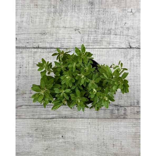 'Yunnan' - różanecznik miniaturowy
Rhododendron impeditum 'Yunnan'