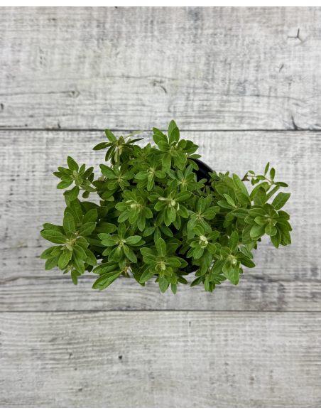 'Yunnan' - różanecznik miniaturowy
Rhododendron impeditum 'Yunnan' 'Yunnan' - różanecznik miniaturowy
Rhododendron impeditum 'Yunnan'